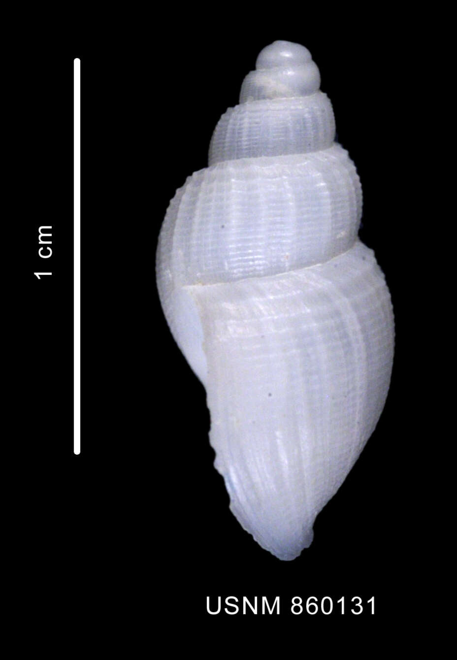 Image de Parabuccinum polyspeirum (Dell 1990)