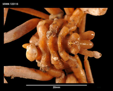 Image of Ammothea striata (Möbius 1902)