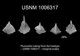 Plumarella nuttingi Cairns 2011 resmi