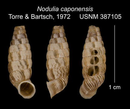 Imagem de <i>Nodulia caponensis</i> Torre & Bartsch