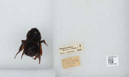 Image of Bombus morio (Swederus 1787)