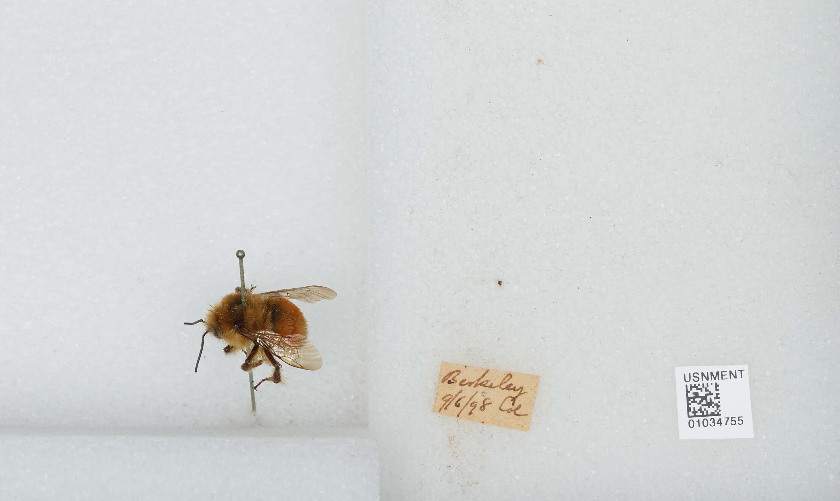 Image of Tricolored Bumble Bee