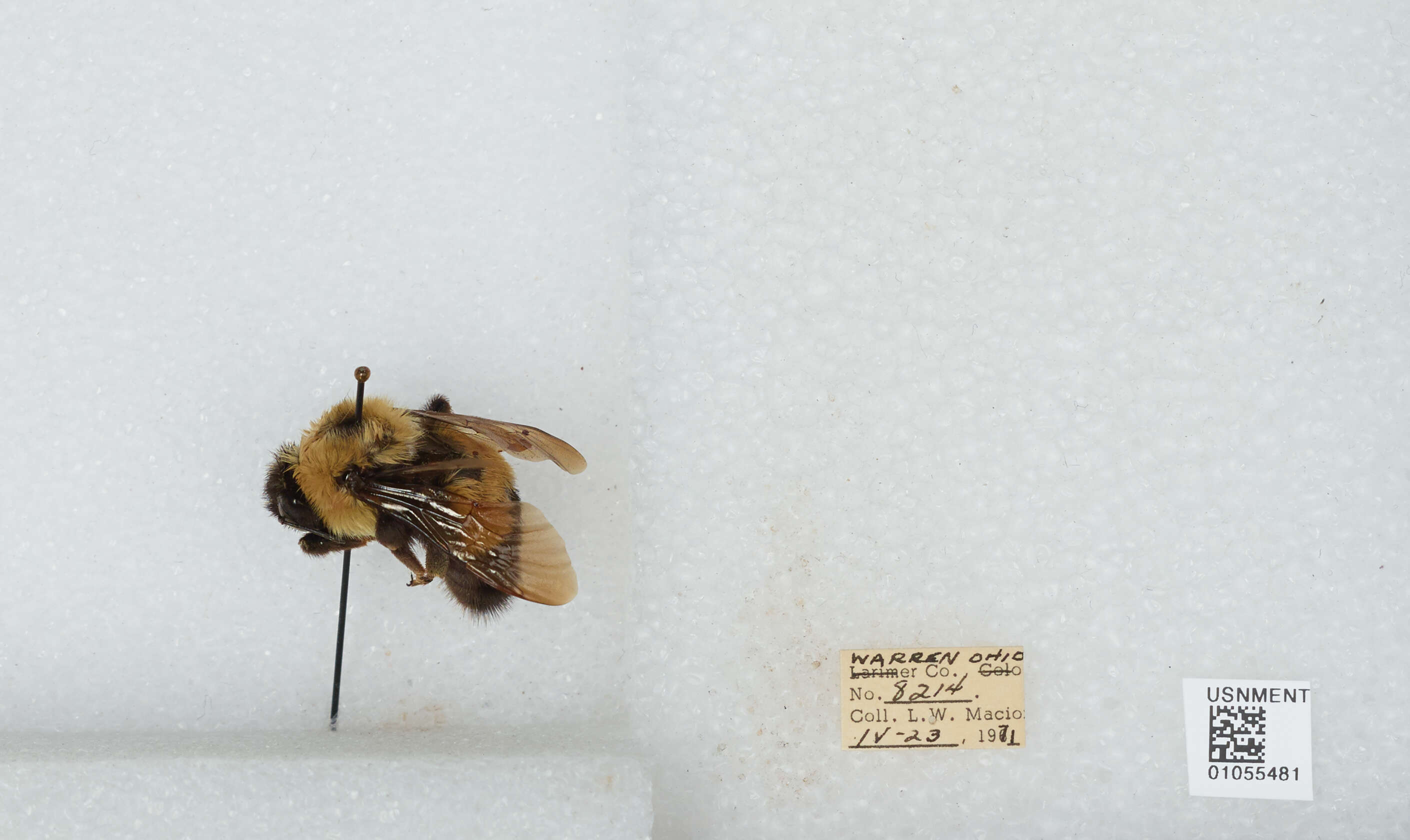 Слика од Bombus affinis Cresson 1864