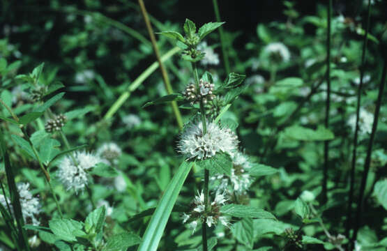 Image of wild mint