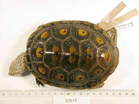 Image of Malaclemys terrapin macrospilota (Hay 1904)