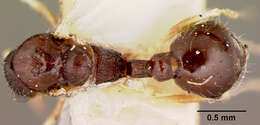 Image of Leptothorax manni Wheeler 1914