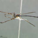 Image of Leptogaster bengryi Farr 1963