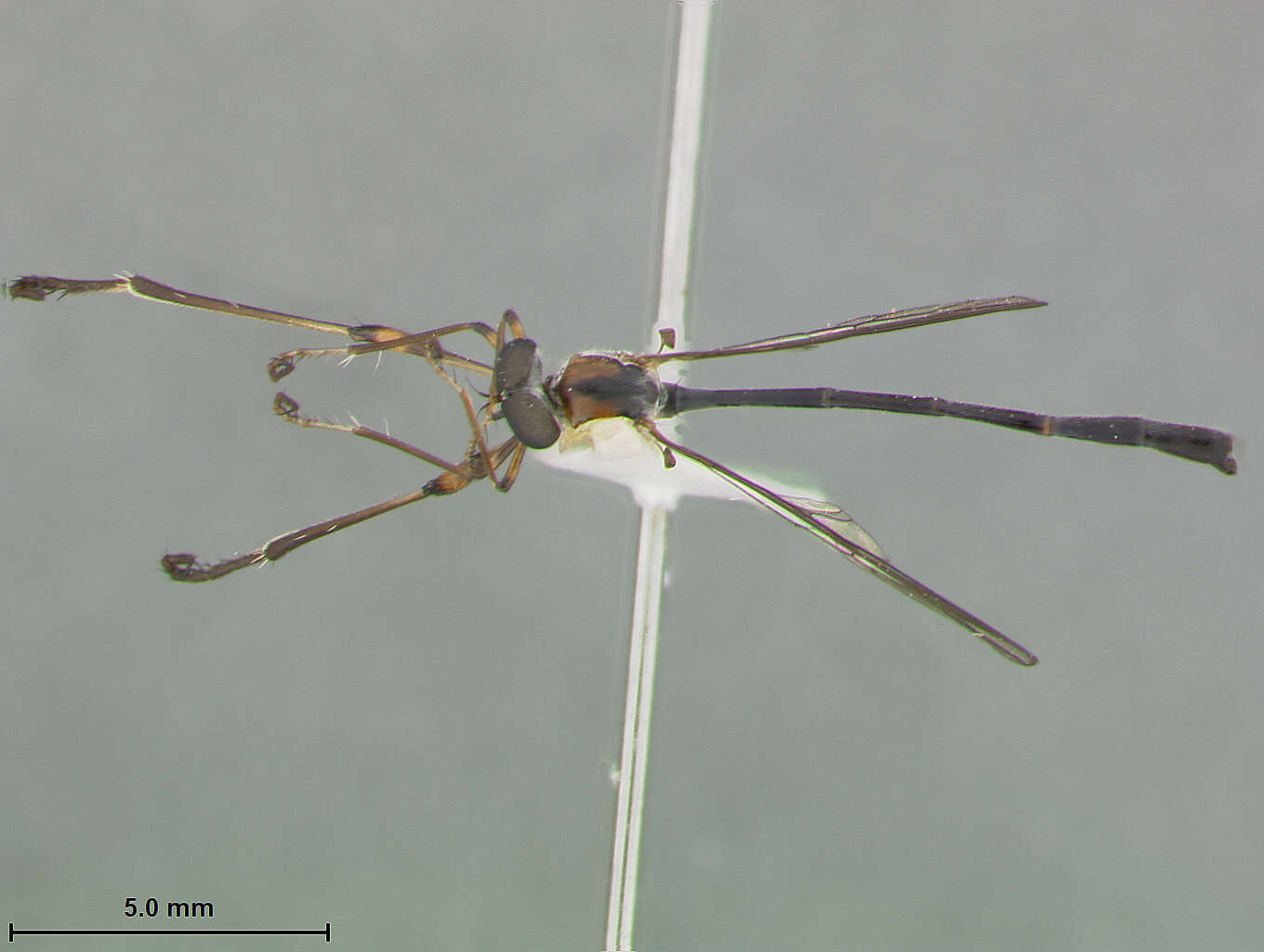 Image of Leptogaster bengryi Farr 1963