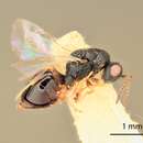 Image of Eurytoma salicisaquatica Bugbee 1970