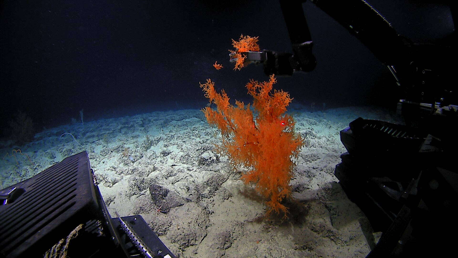 Image of Black coral