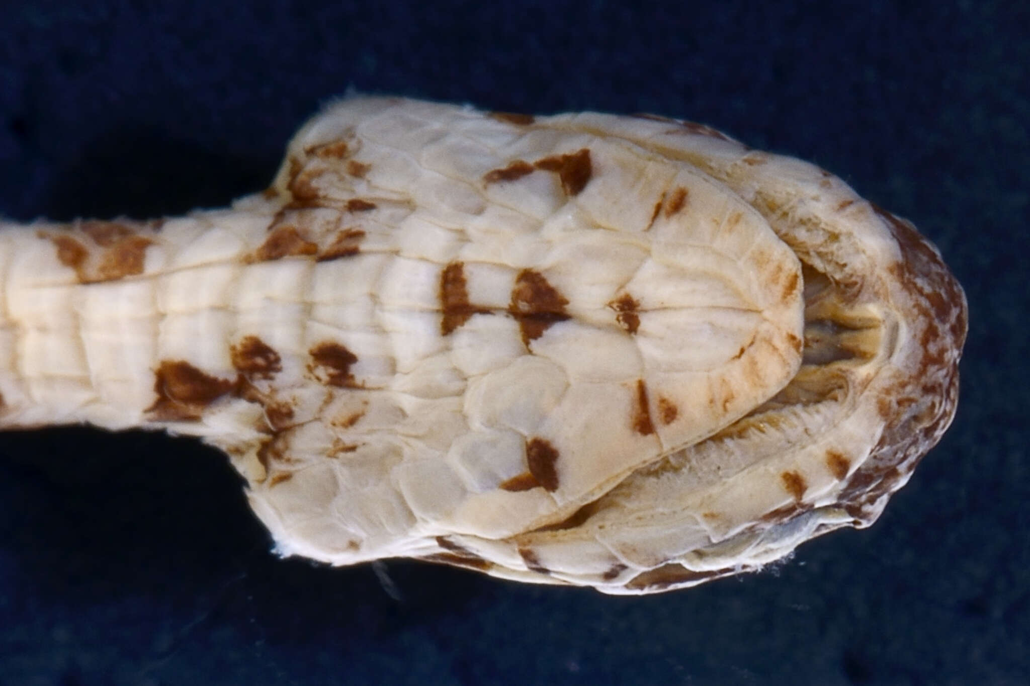 Image of Argus Snail Sucker