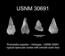 Imagem de <i>Primnodendron superbum</i> Nutting 1912