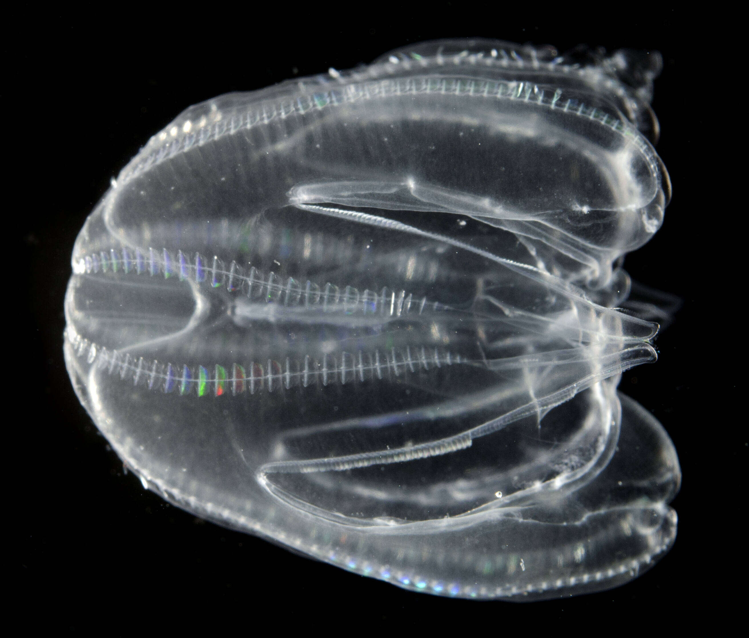 Image of comb jelly