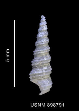 Слика од Turritellopsis gratissima Thiele 1912