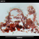 Image of Pararrhopalia fasciata Salvini-Plawen 1978