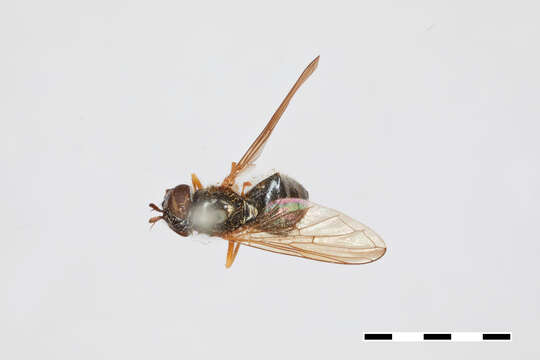 صورة Cheilosia parva Kassebeer 1998