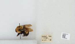 Слика од Bombus affinis Cresson 1864