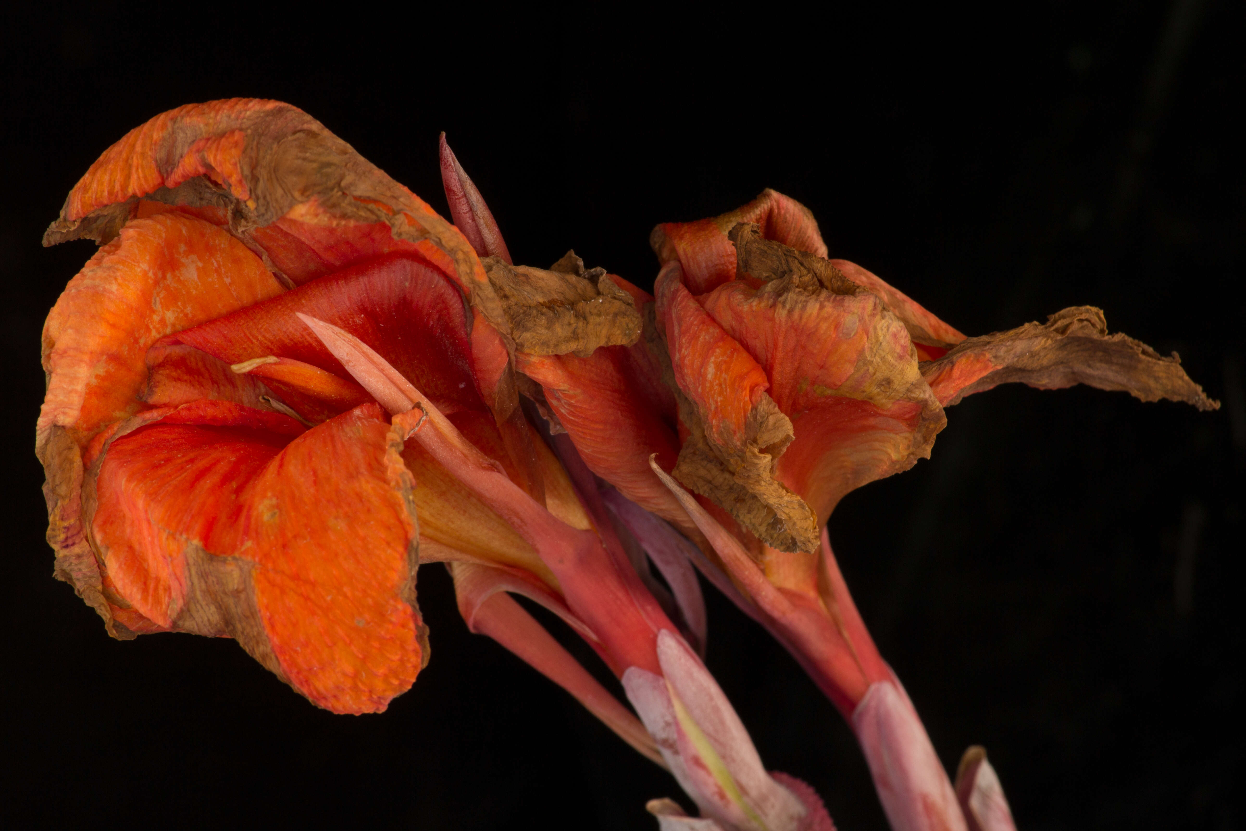 Image of Canna L.