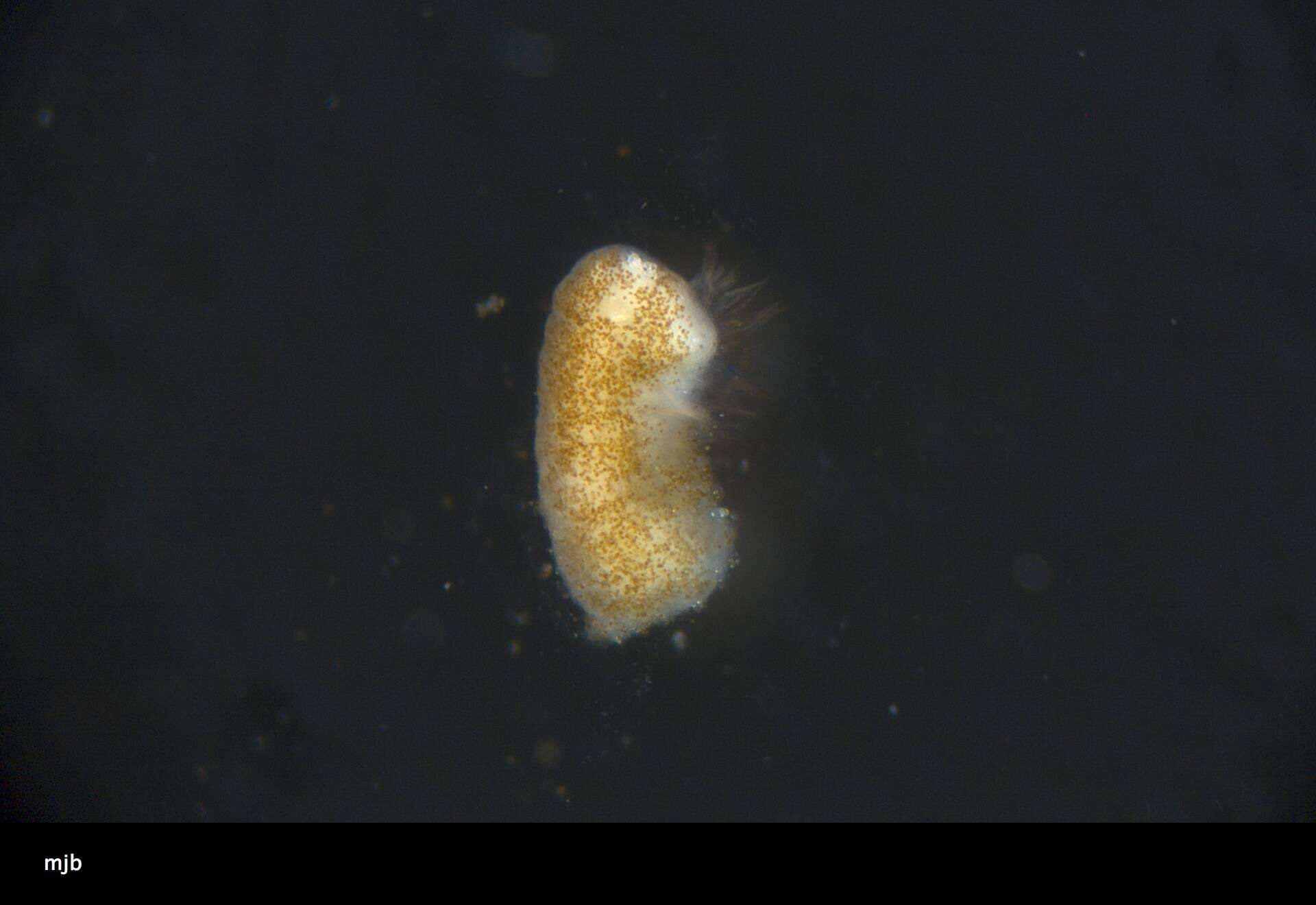 Image of Palythoa heliodiscus (Ryland & Lancaster 2003)