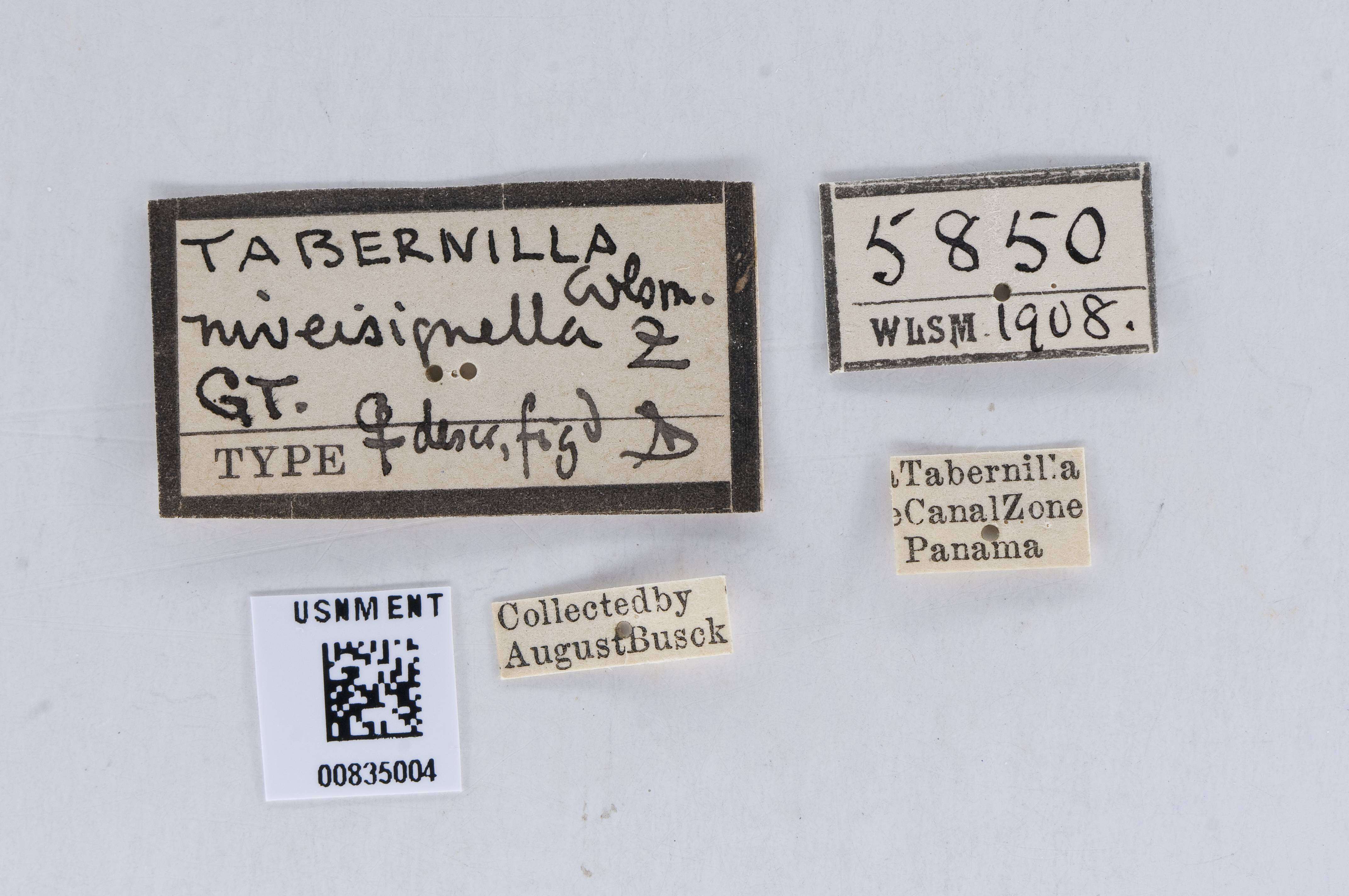 Image of Tabernillaia ephialtes Walsingham 1911