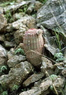 Image of Rainbow Cactus