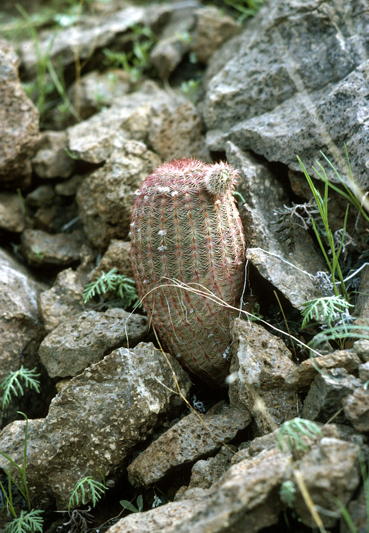 Image of Rainbow Cactus