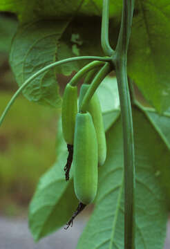 Image of Gurania lobata (L.) J. F. Pruski