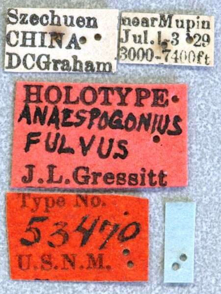 Image of Anaespogonius fulvus Gressitt 1938