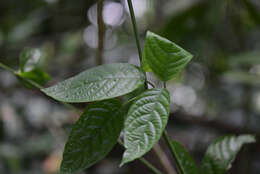 Imagem de Ruellia inflata Rich.