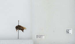 Bombus ephippiatus Say 1837 resmi