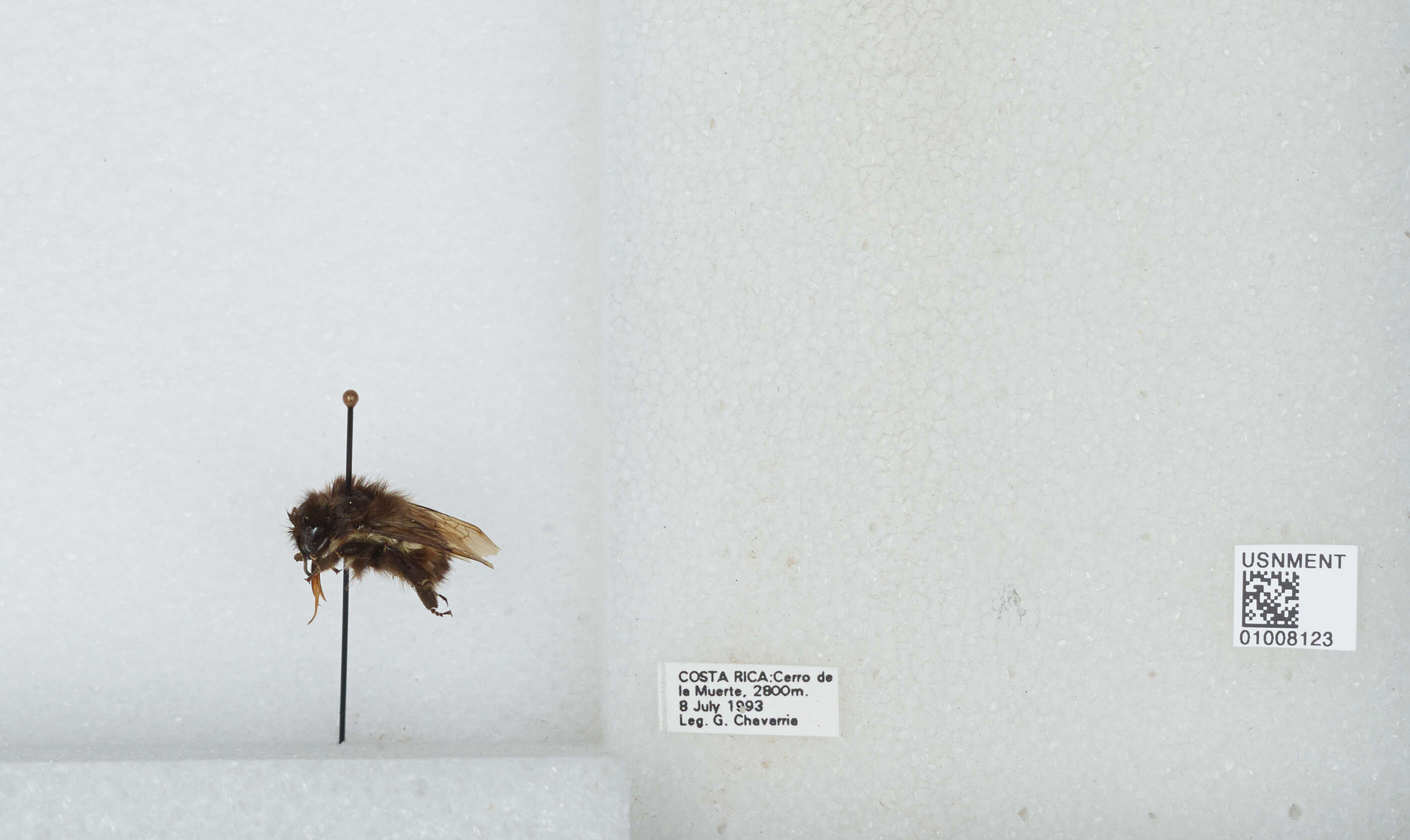 Bombus ephippiatus Say 1837 resmi