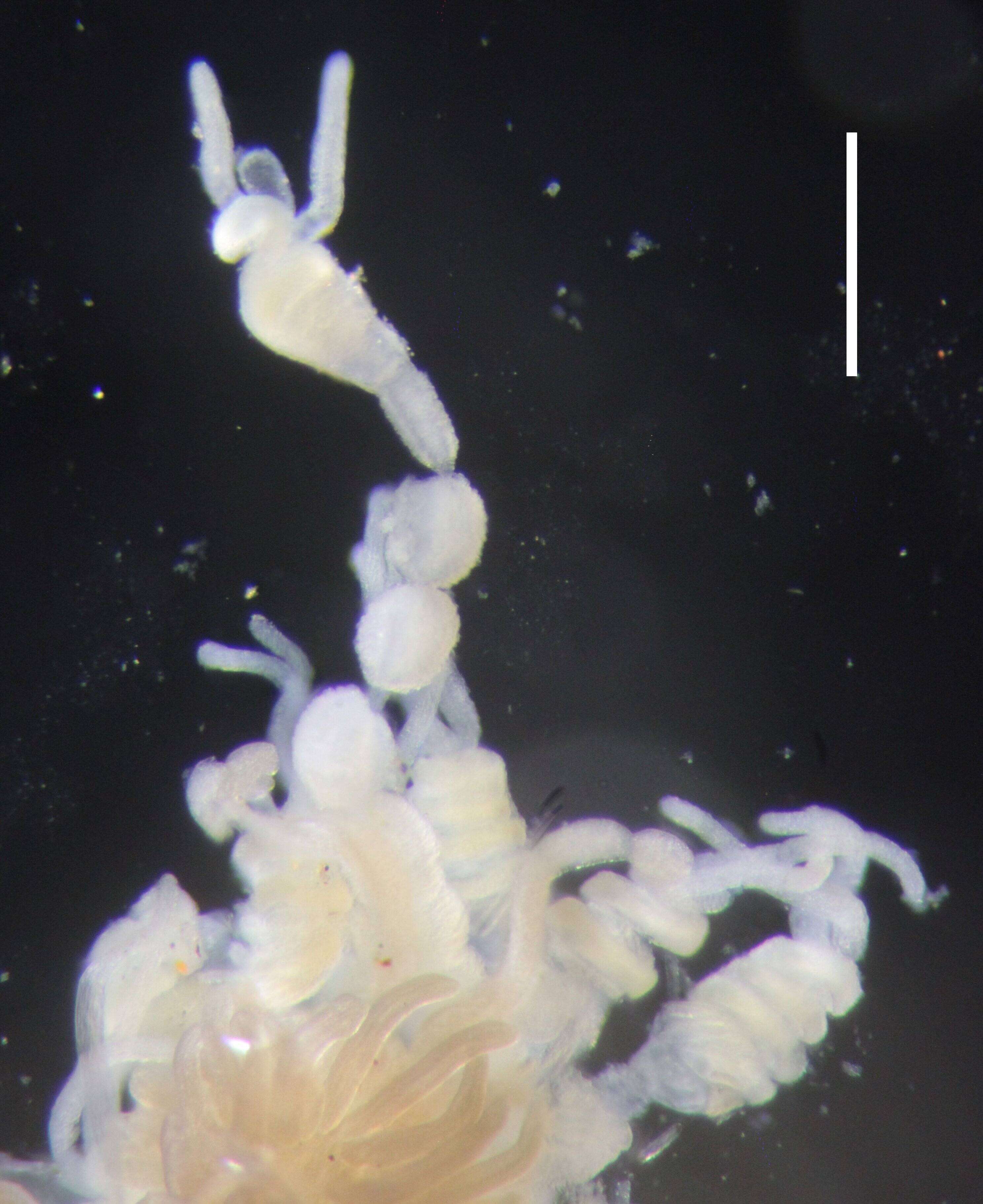 Image of Agalma elegans (Sars 1846)