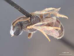 Halictus mazicus Cockerell 1945的圖片