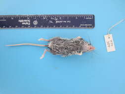 Image de Peromyscus maniculatus (Wagner 1845)