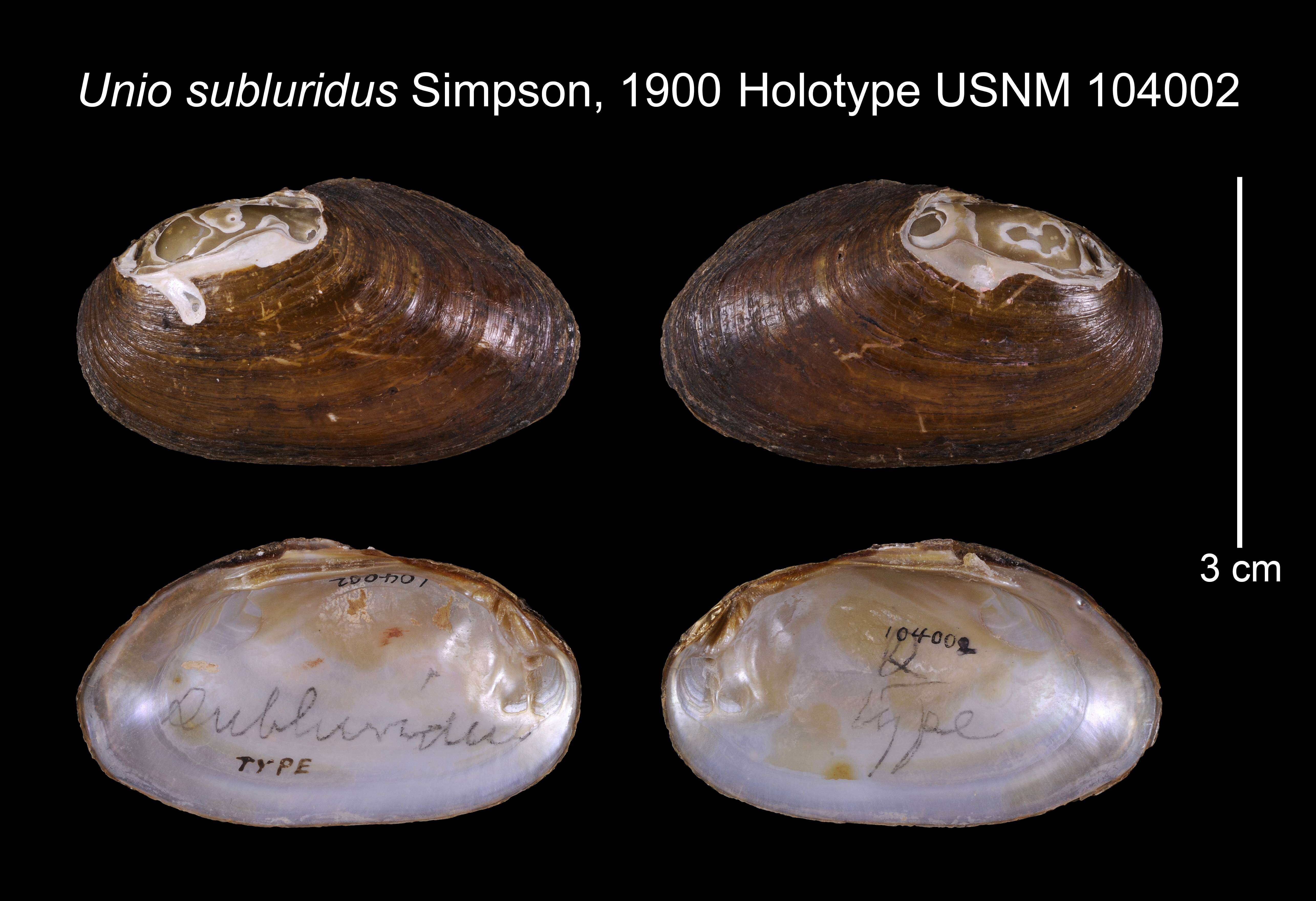 Image of Unio subluridus C. T. Simpson 1892