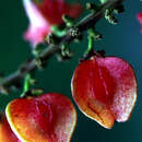 Слика од <i>Paullinia weinmanniaefolia</i>