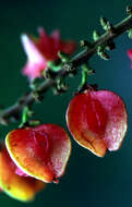 Image of Magnoliopsida