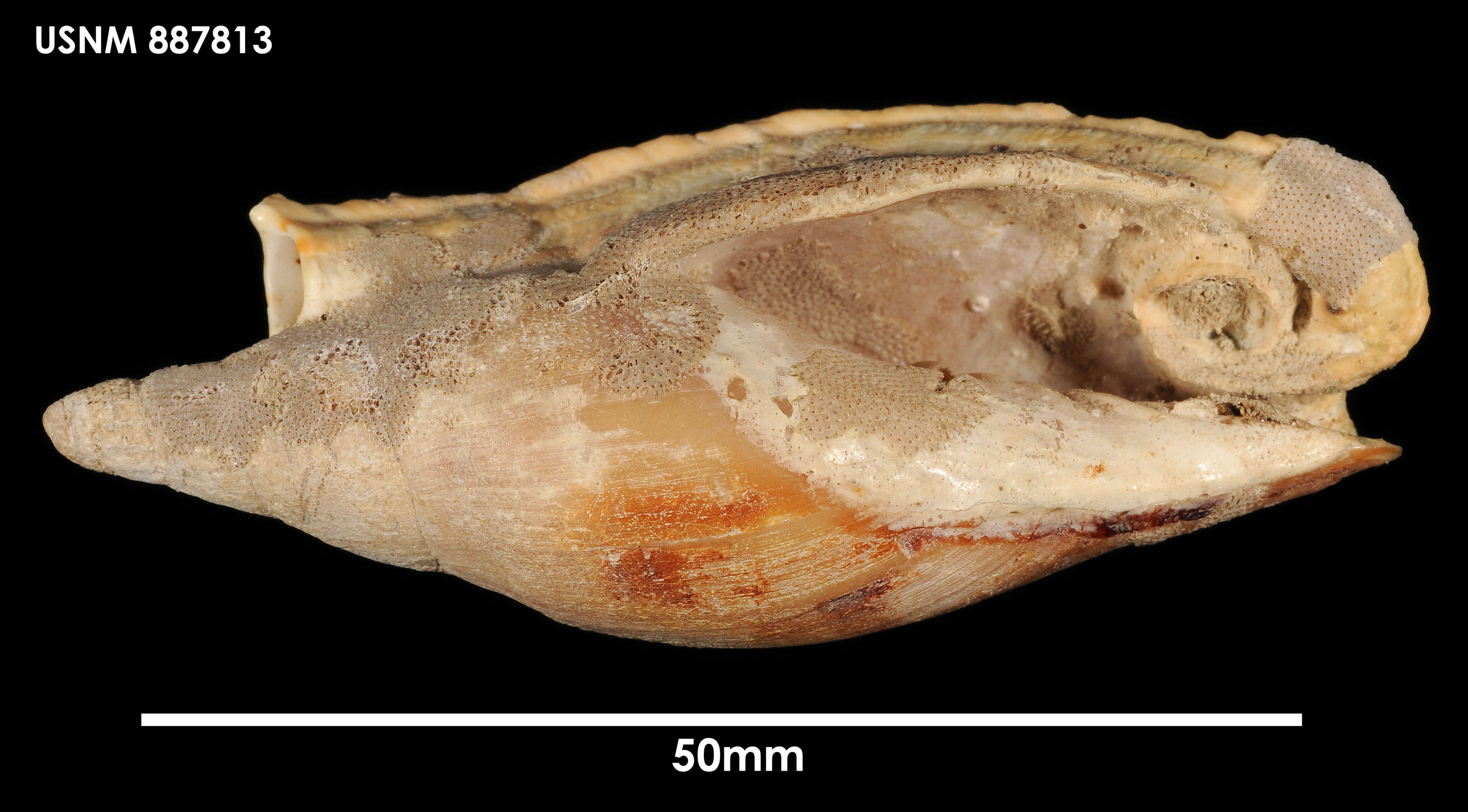 Alcithoe fusus (Quoy & Gaimard 1833)的圖片