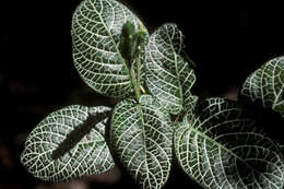 Fittonia albivenis (Lindl. ex Veitch) R. K. Brummitt resmi