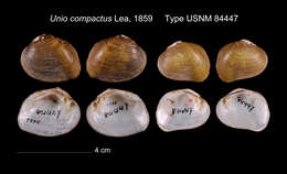 Image of Unio compactus I. Lea 1859