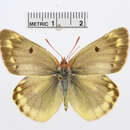 Imagem de <i>Colias australis</i>