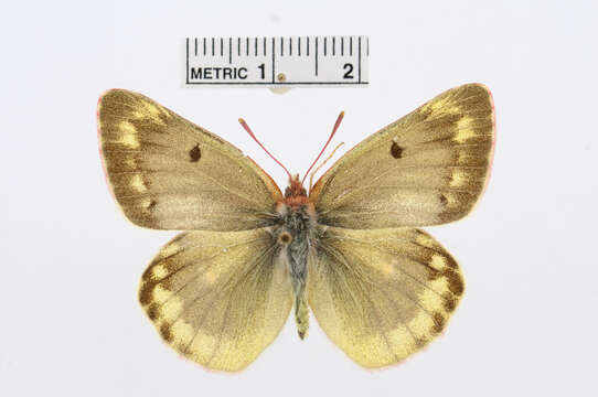 Image of <i>Colias australis</i>