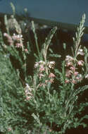 Oenothera suffrutescens (Ser.) W. L. Wagner & Hoch resmi