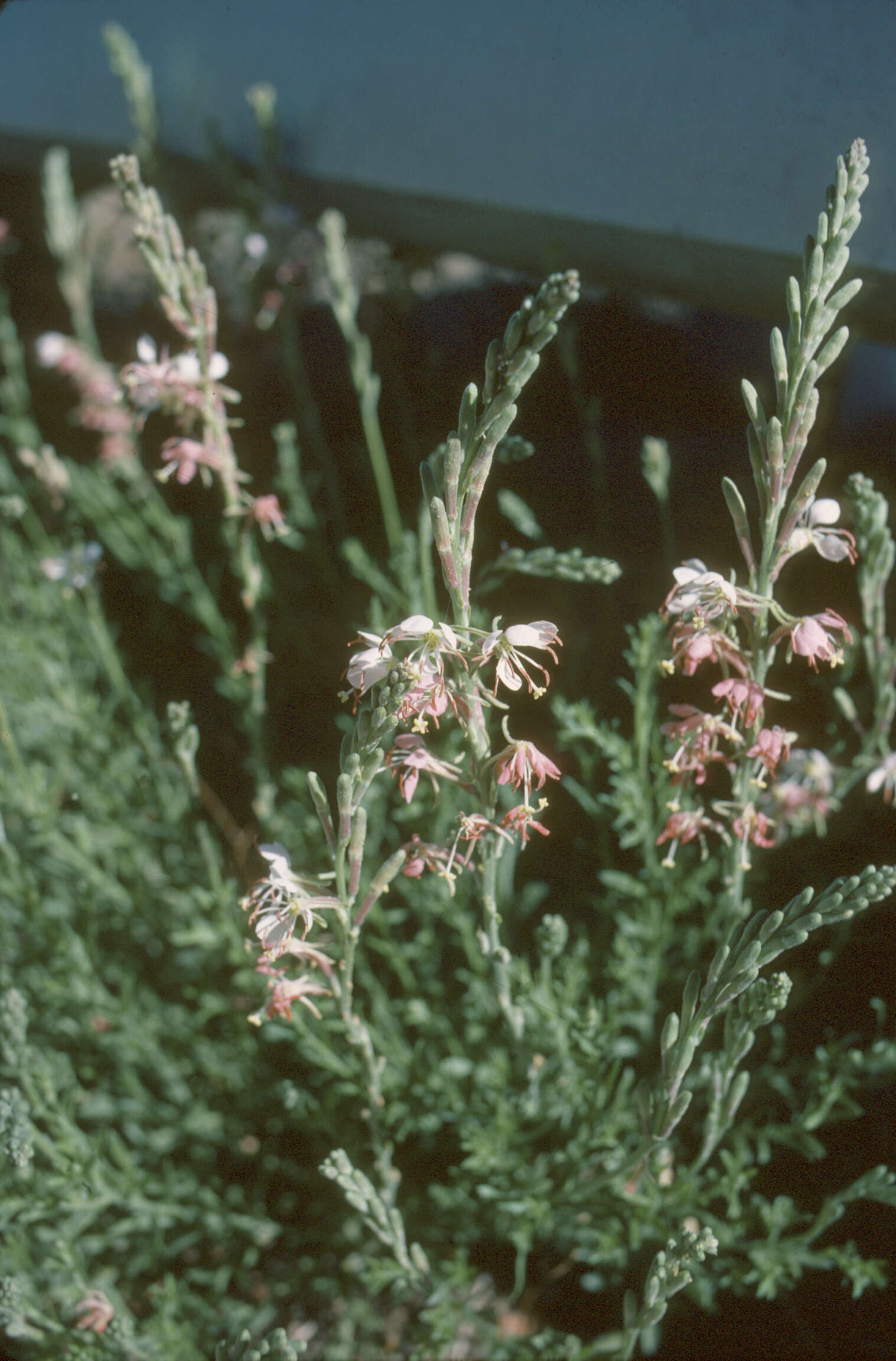 Oenothera suffrutescens (Ser.) W. L. Wagner & Hoch resmi