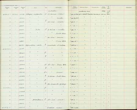 Pitangus sulphuratus caucensis Chapman 1914的圖片