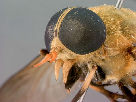 Image of Tabanus jacobi Coher 1963