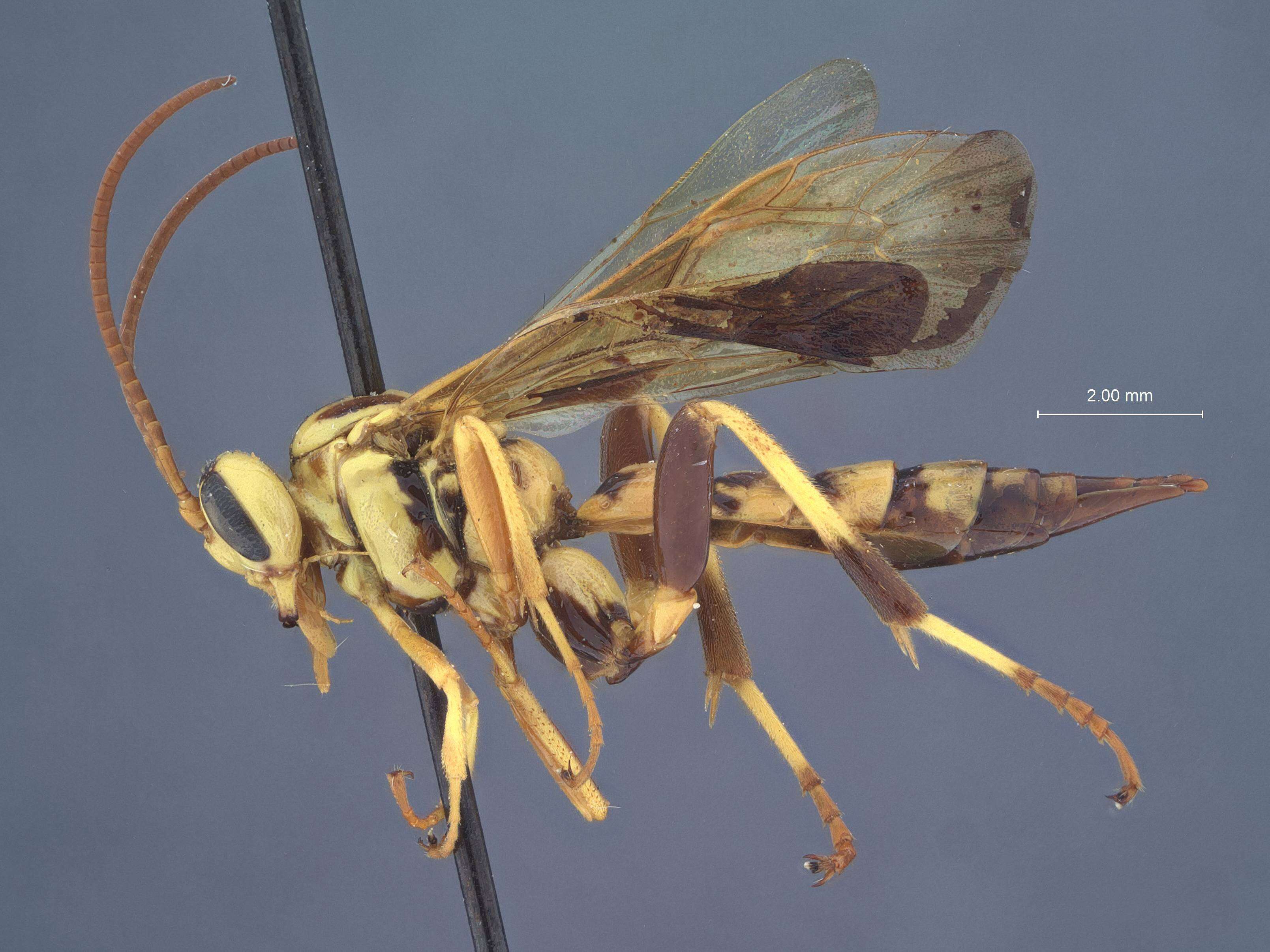 Image of Ceratogastra ornata sicca Townes 1978