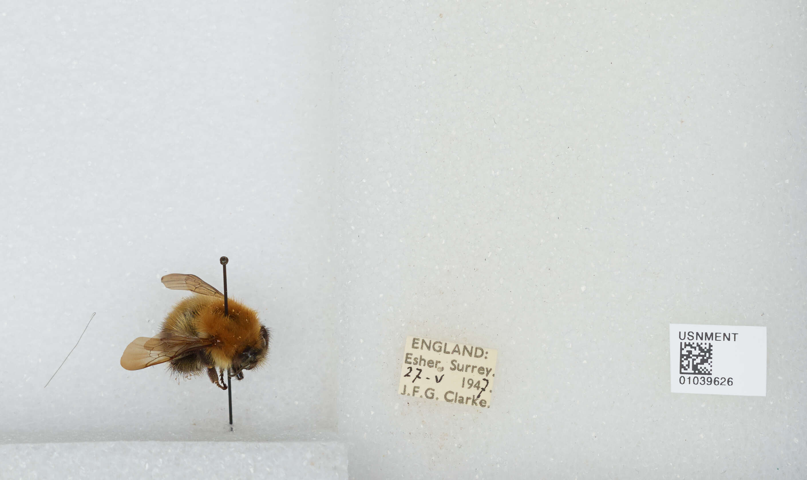 Image of Common carder bumblebee