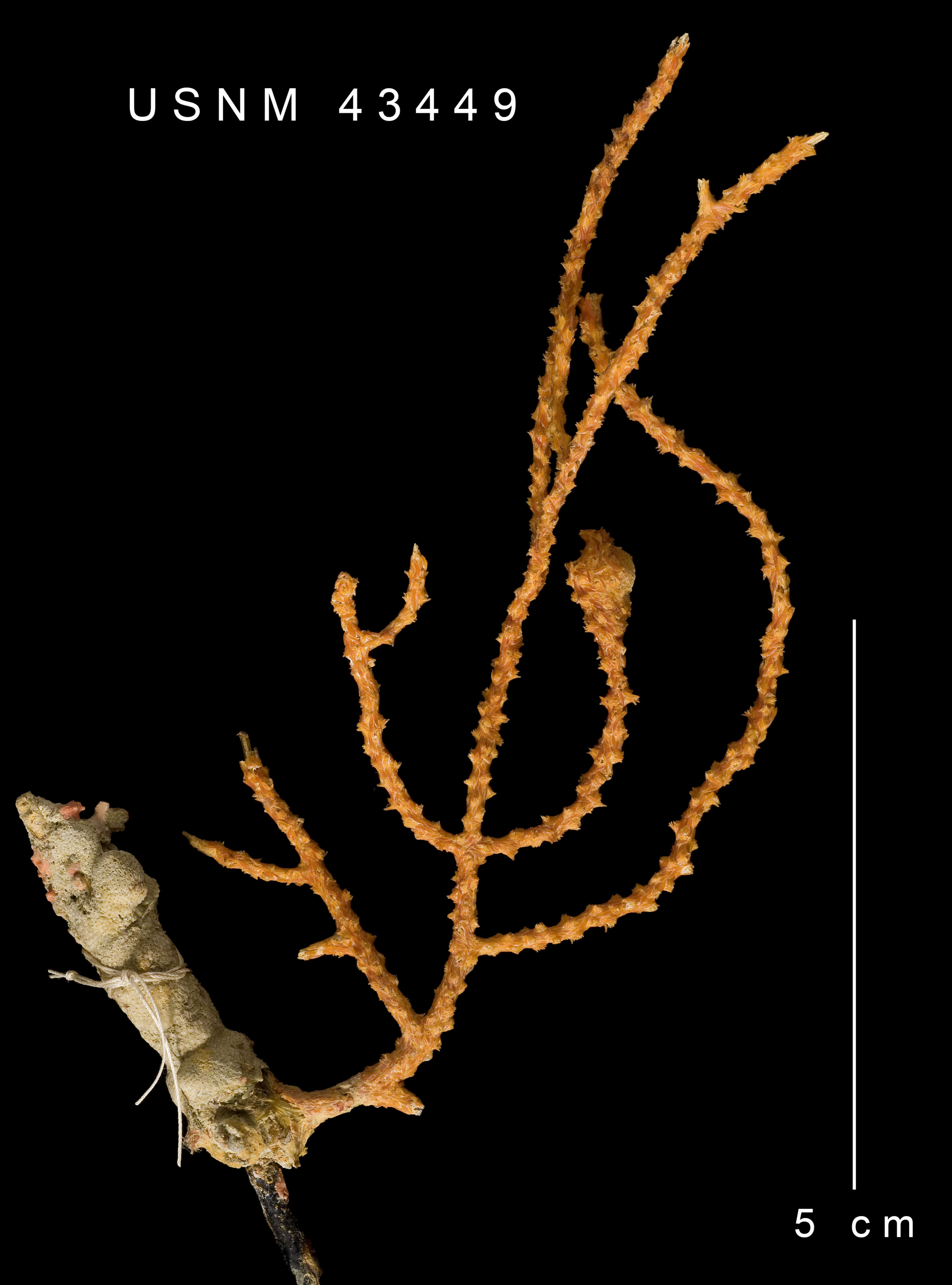Sivun Muricea galapagensis Deichmann 1941 kuva