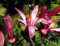 Image of Passiflora orbiculata Cav.
